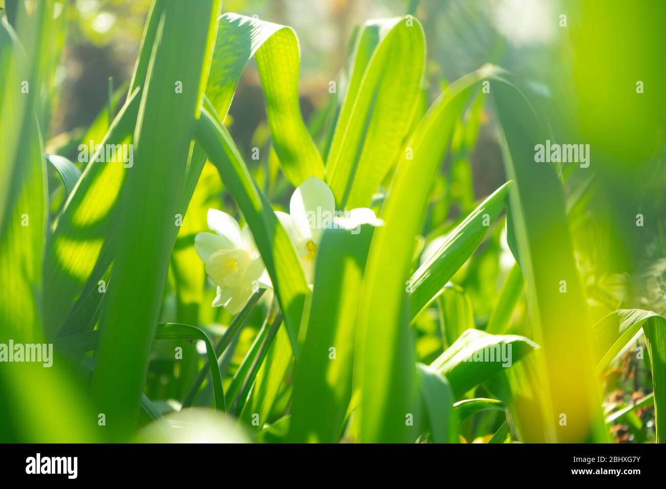 Green straws close up with sun beams from the top and low sharpness ...