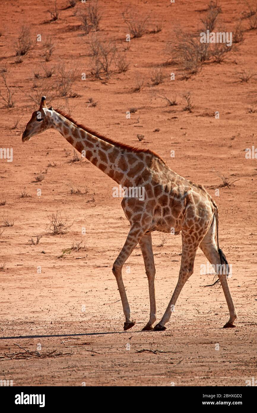 Giraffe (Giraffa camelopardalis angolensis), Kgalagadi Transfrontier Park, South Africa Stock Photo