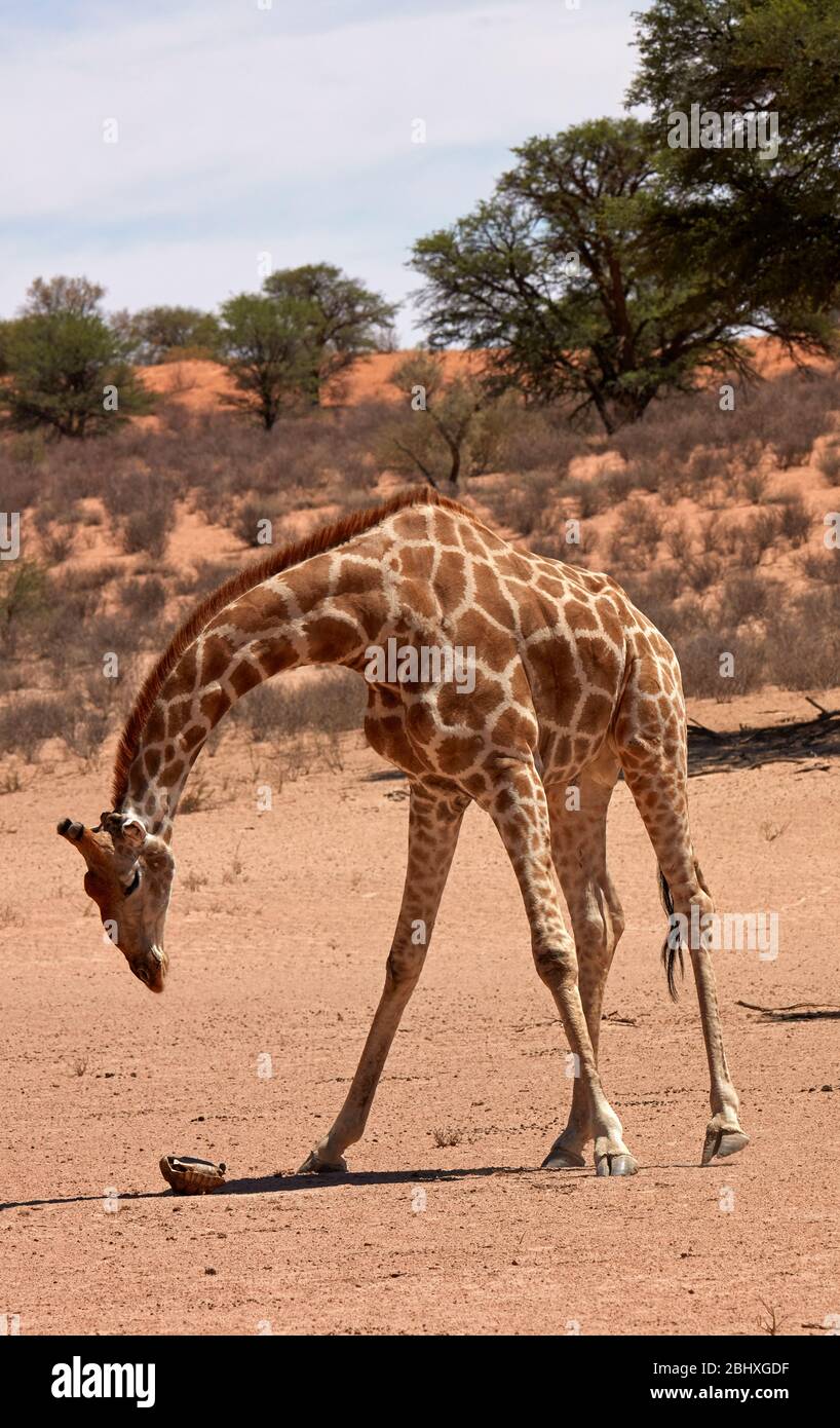 Giraffe (Giraffa camelopardalis angolensis) checking out upturned tortoise, Kgalagadi Transfrontier Park, South Africa Stock Photo
