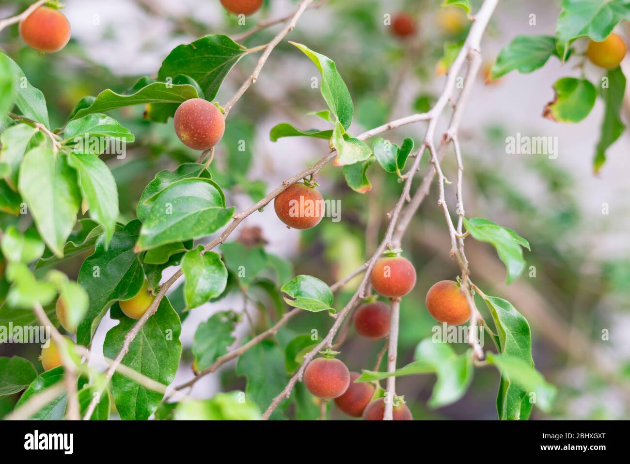 Dovyalis hebecarpa, with common names Ceylon gooseberry, ketembilla, and kitambilla, is a plant in the genus Dovyalis, native to Sri Lanka and souther Stock Photo
