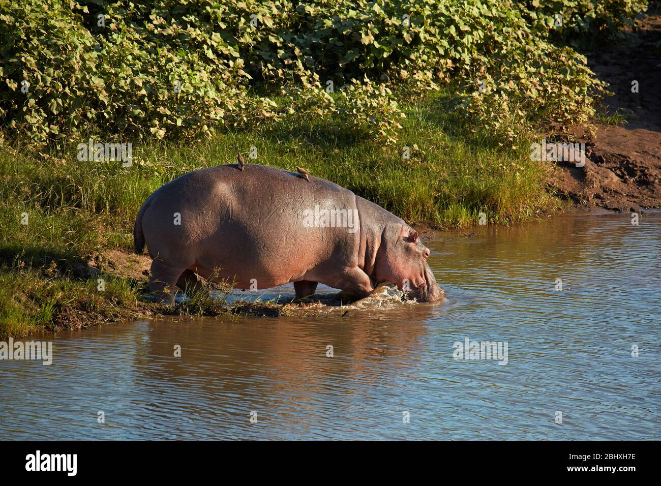 Hippopotamus (Hippopotamus amphibius), Letaba River, Kruger National Park, South Africa Stock Photo