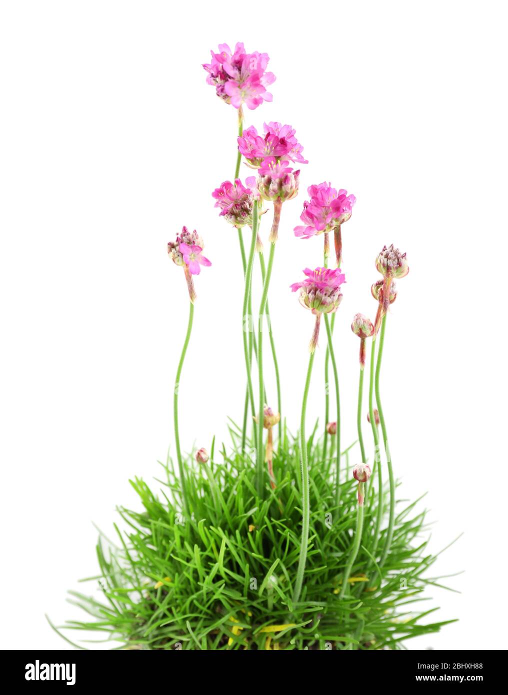 Beautiful flowers with green grass isolated on white Stock Photo - Alamy