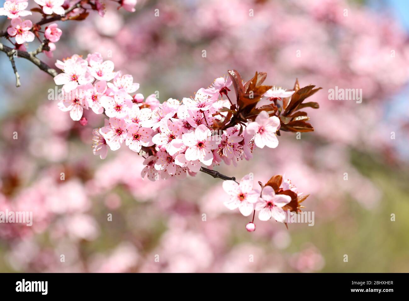 Cherry blossoms over blurred nature background, close up Stock Photo ...