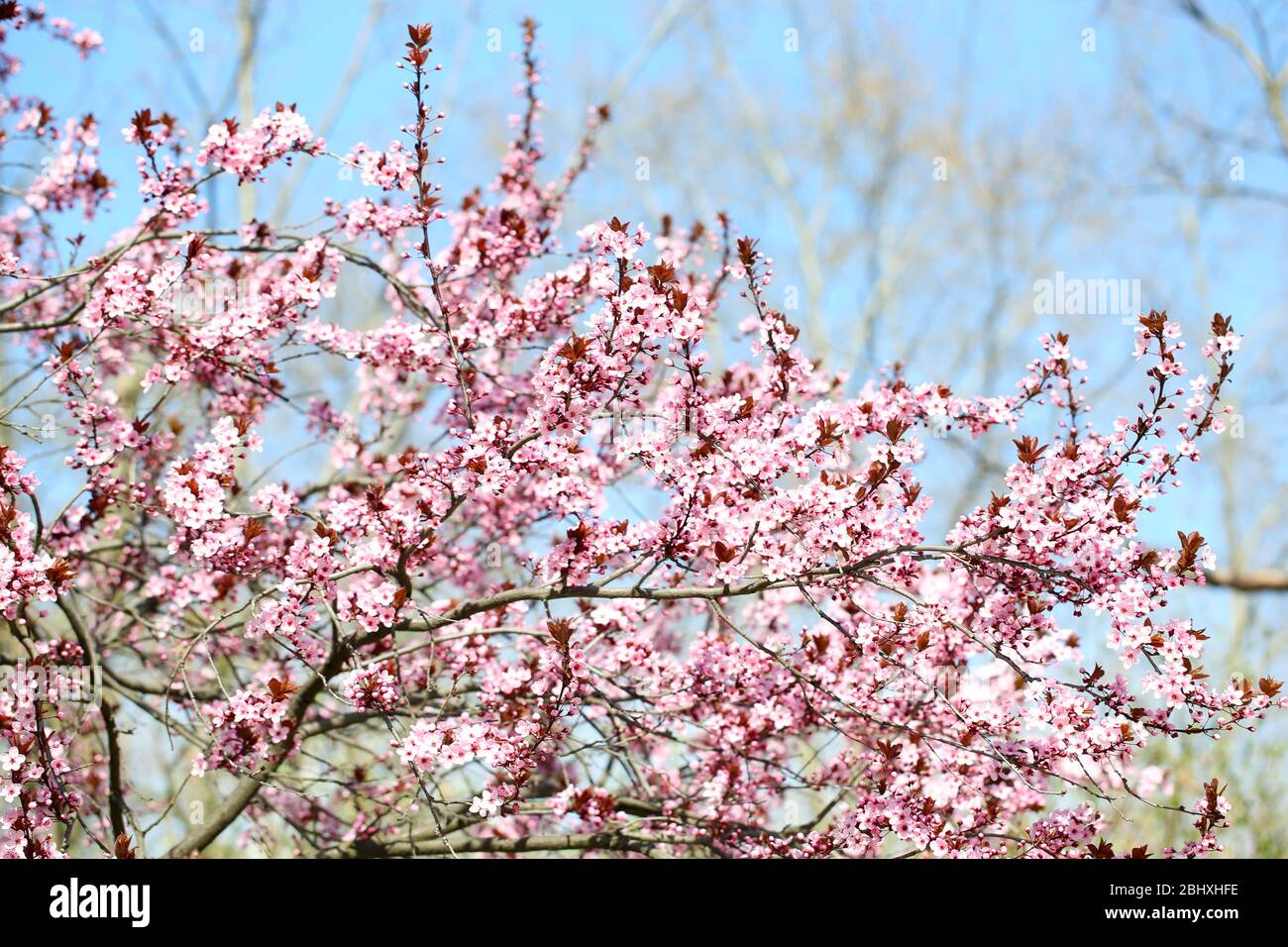Cherry blossoms over blurred nature background Stock Photo - Alamy