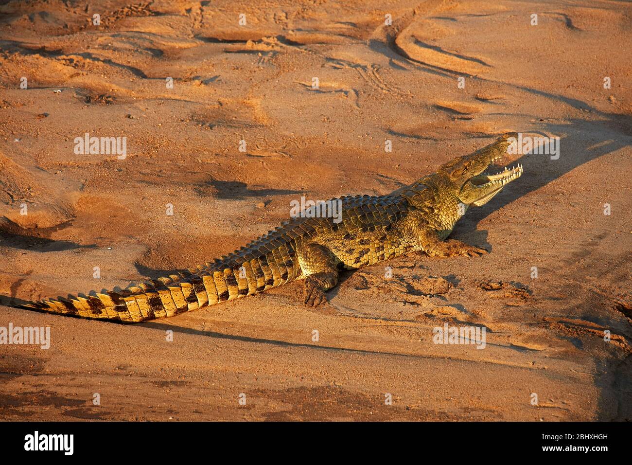 Crocodile (Crocodylus niloticus), Letaba River, Kruger National Park, South Africa Stock Photo