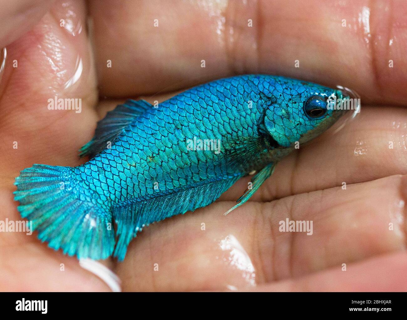 Betta green top