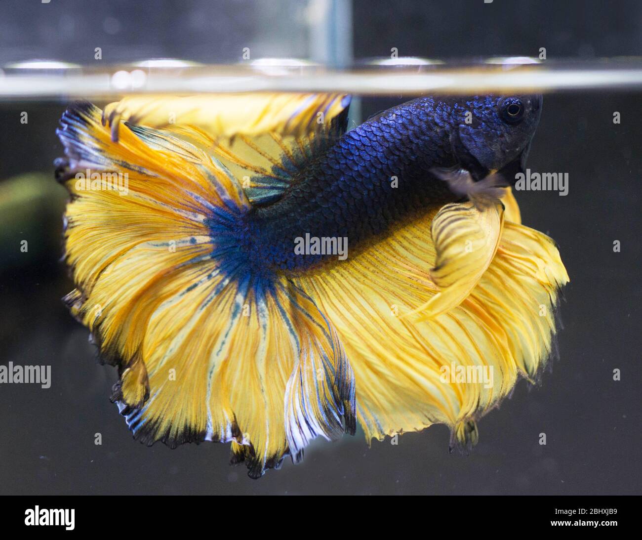 Betta Mustard Gas Halfmoon HM Male or Plakat Fighting Fish Splendens. Stock Photo