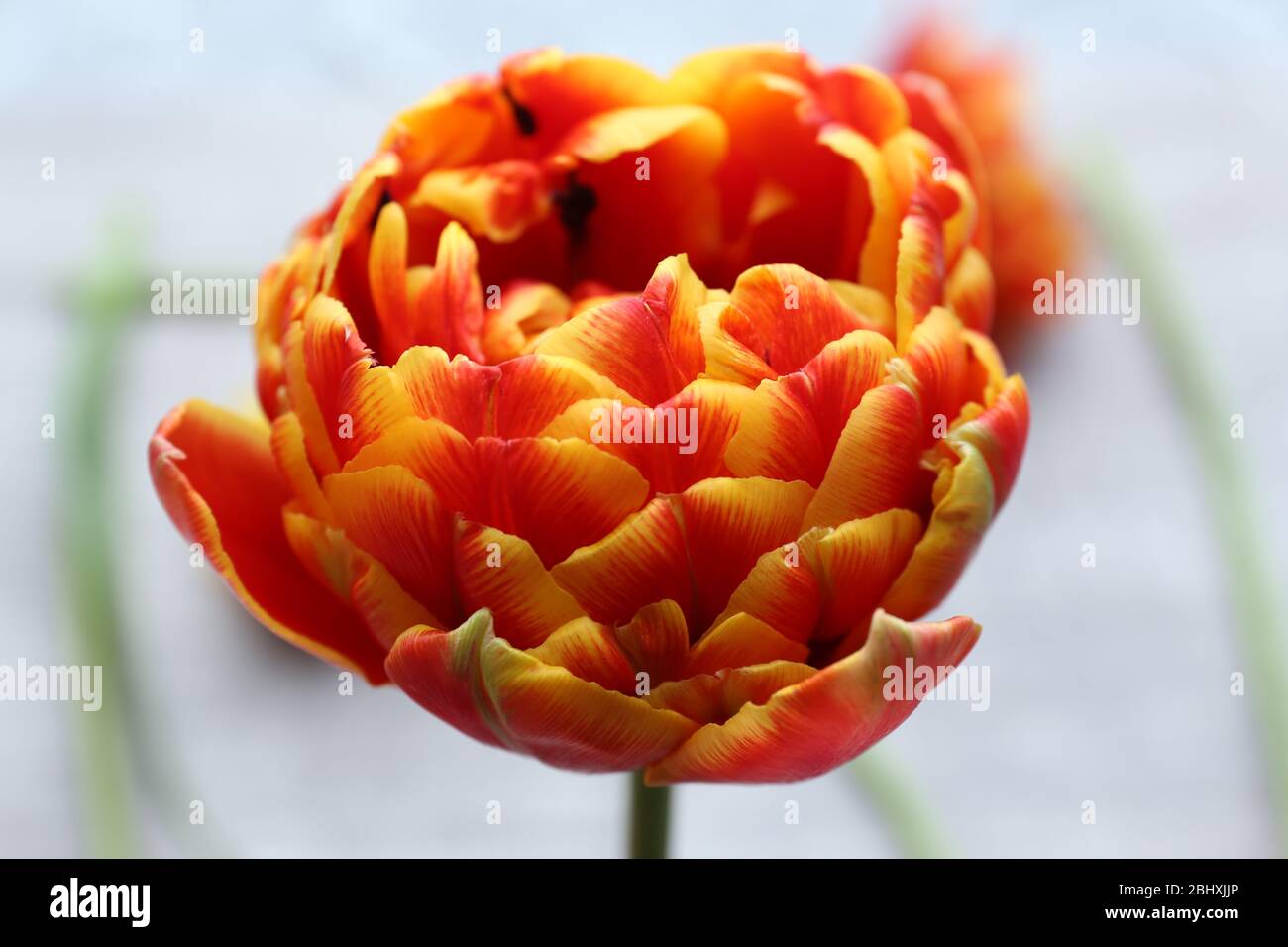 Beautiful bright tulip close hi-res stock photography and images - Alamy