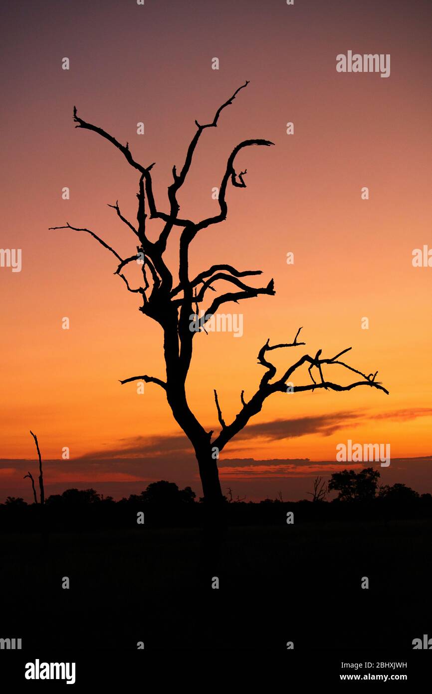 Sunset and dead tree, Kruger National Park, South Africa Stock Photo