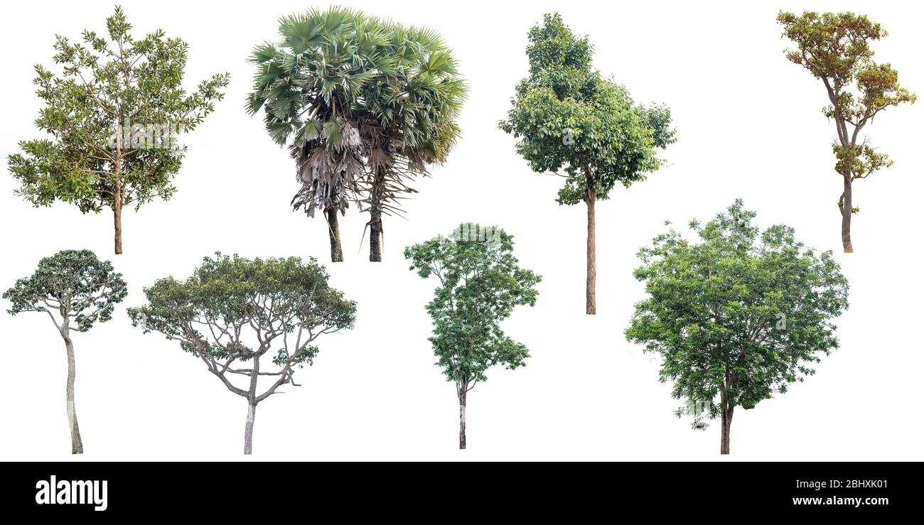 Collection of tree isolated on a white background Stock Photo - Alamy