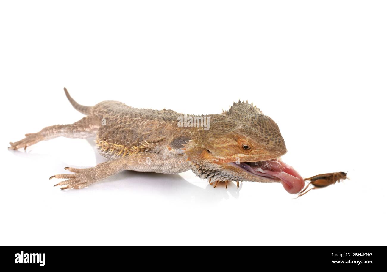 bearded dragons eating cricket in front of white background Stock Photo