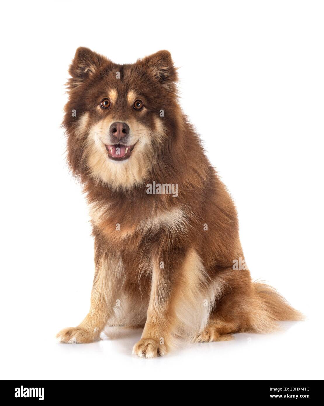 Finnish Lapphund in front of white background Stock Photo - Alamy