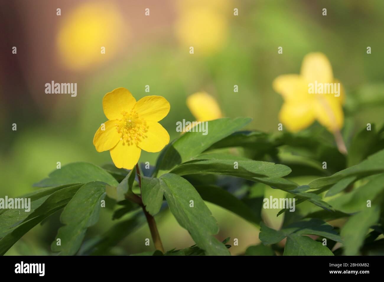 Yellow anemone buttercup in a forest. Spring wild flowers with leaves close up Stock Photo