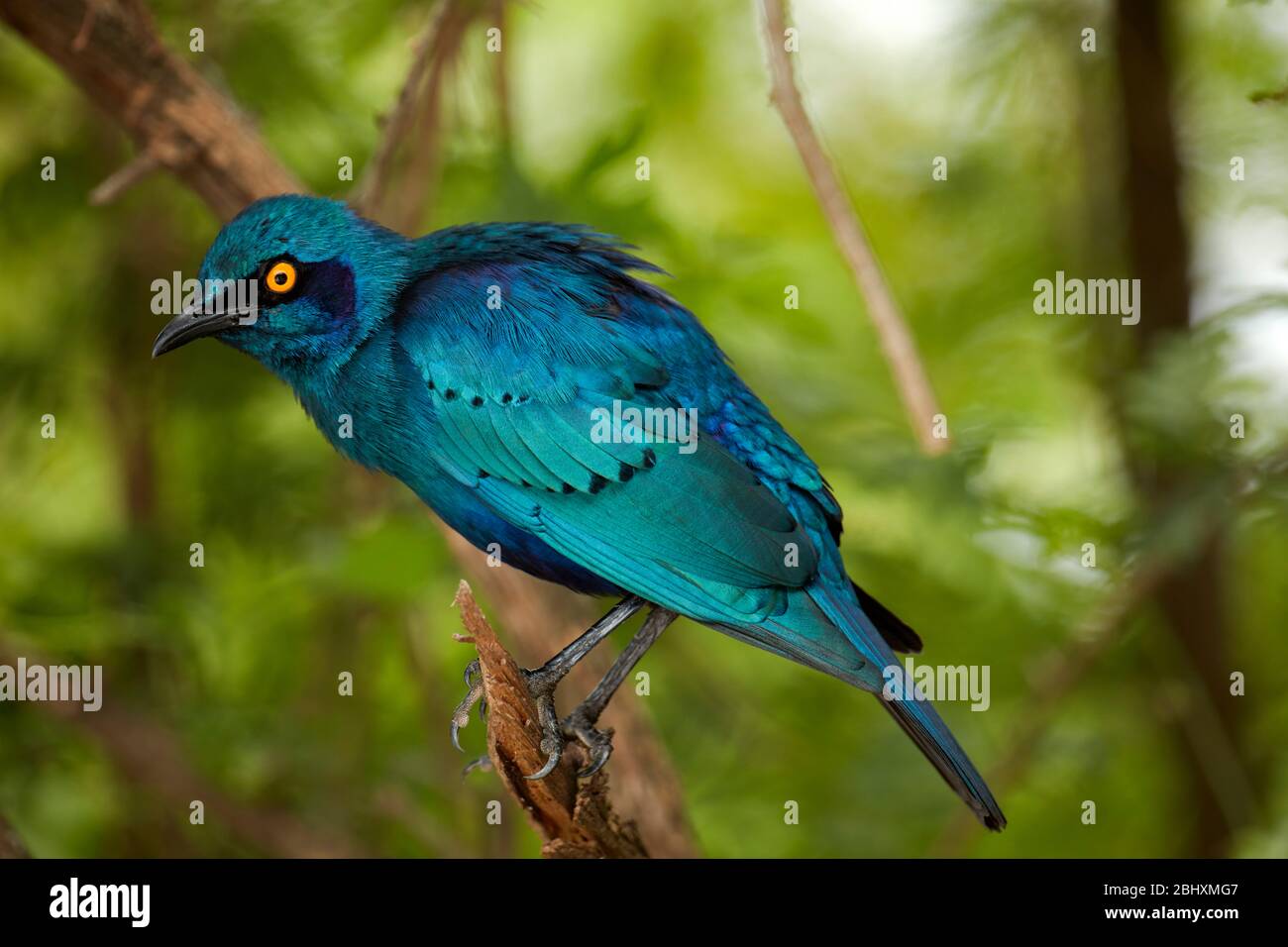 Southern blue eared glossy starling hires stock photography and images