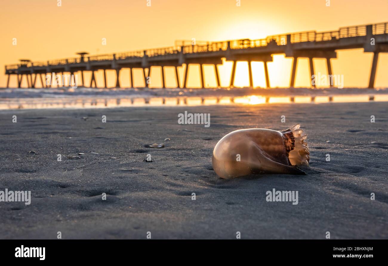 Jellyfish on the beach at sunrise in Jacksonville Beach, Florida. (USA) Stock Photo