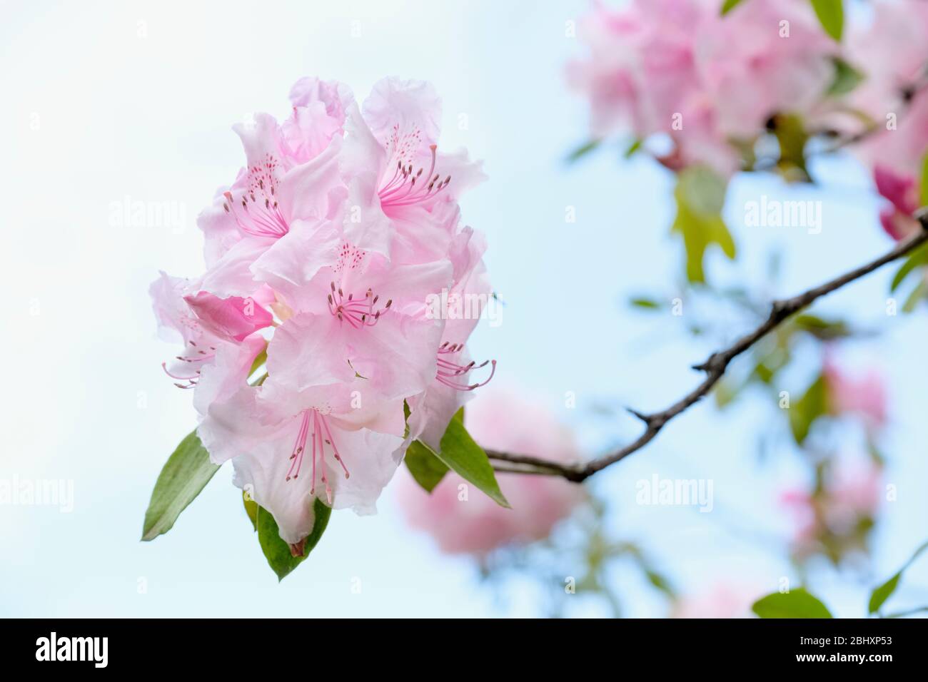 Close-up of pink blooms of hybrid rhododendron Pink Pearl with a pale blue sky background Stock Photo