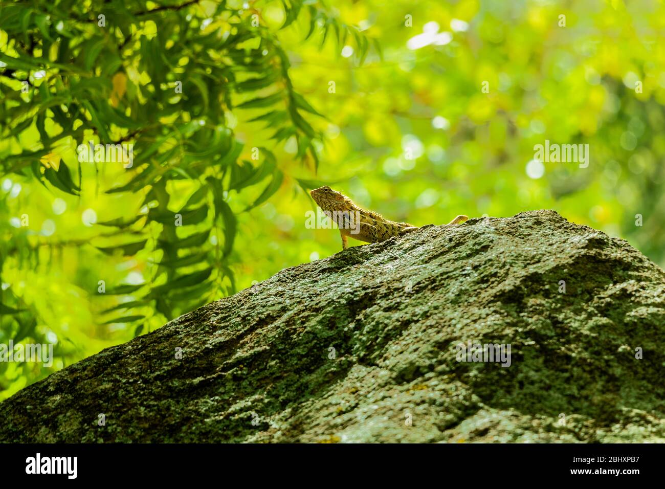 Chameleon on rock in a park with head reaching out Stock Photo