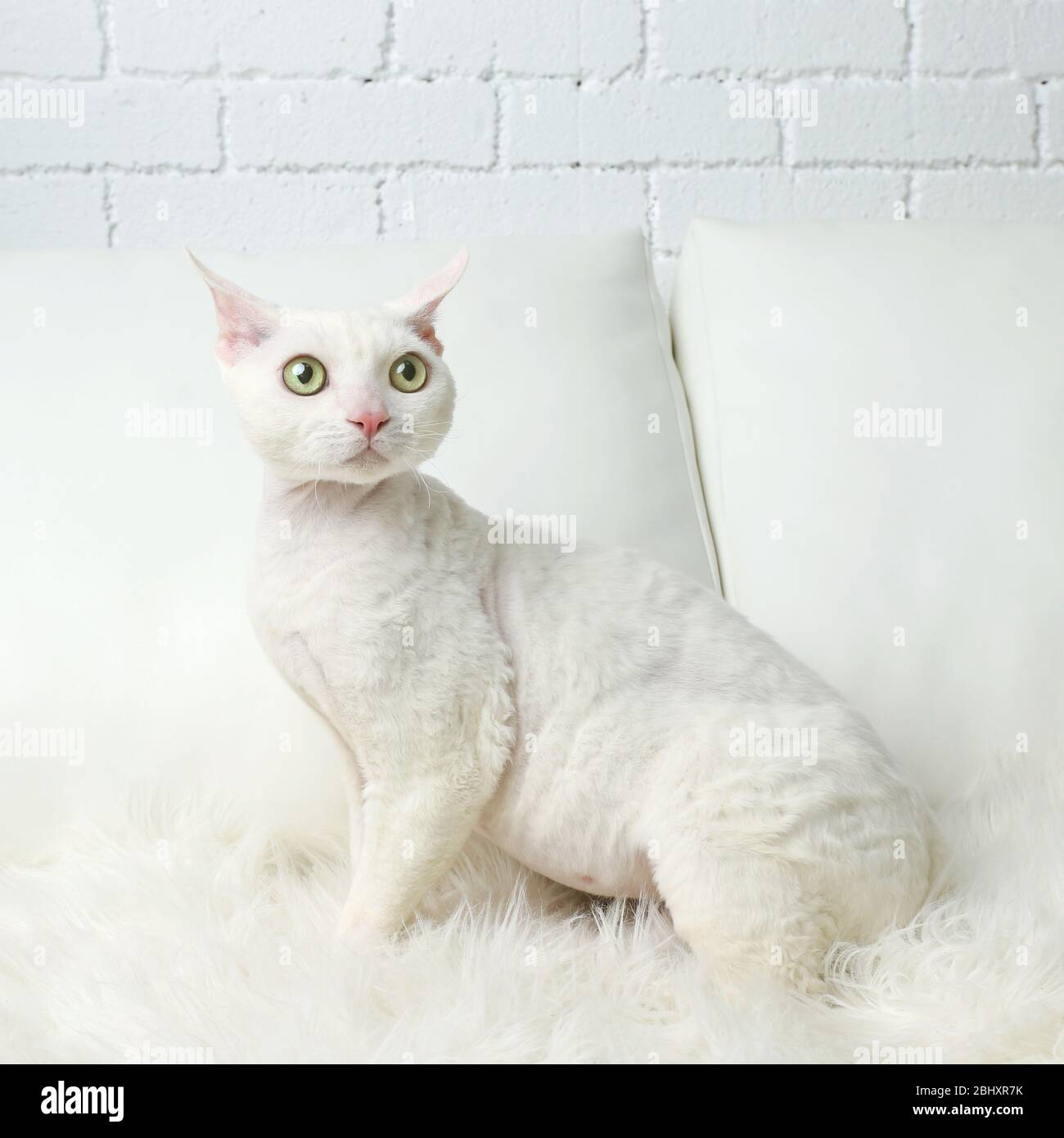 Beautiful white cat on sofa in room Stock Photo - Alamy