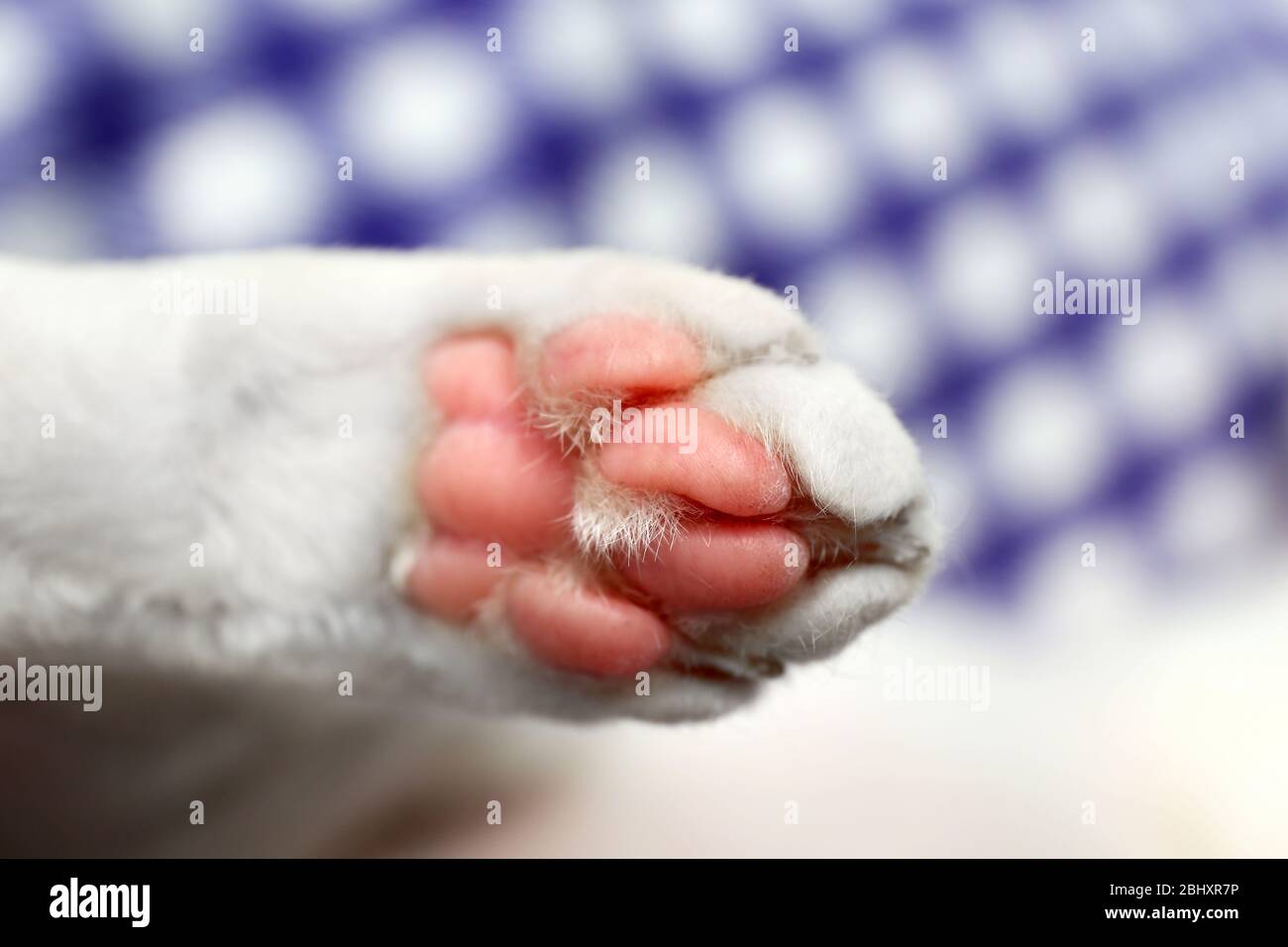 White cat paw close up Stock Photo Alamy