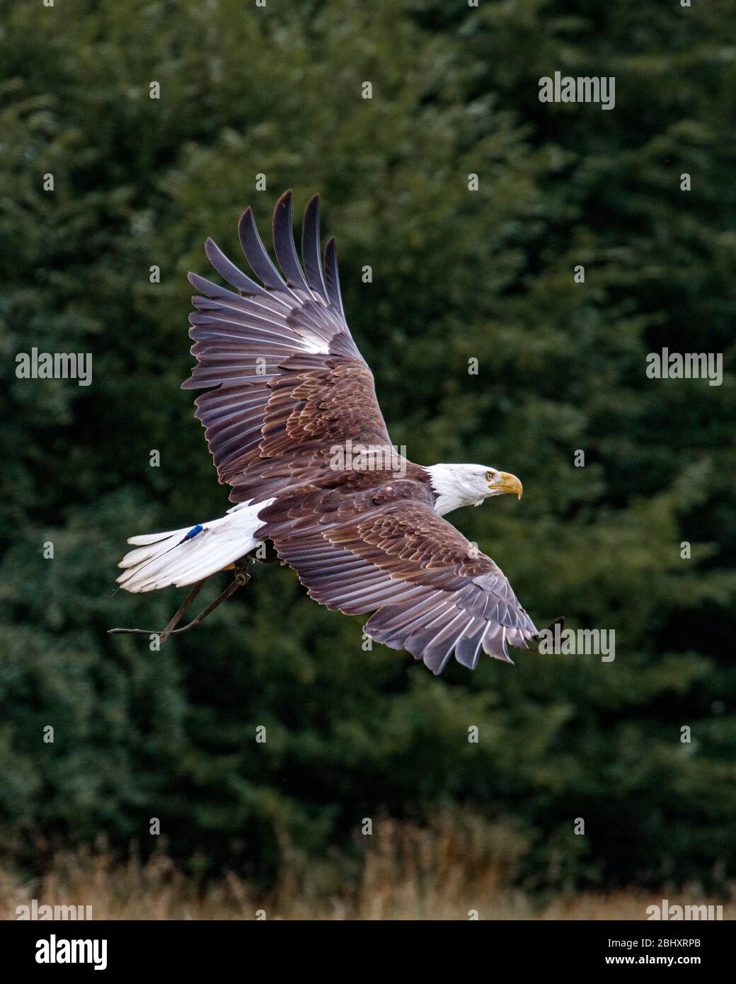 bald eagle flying Stock Photo