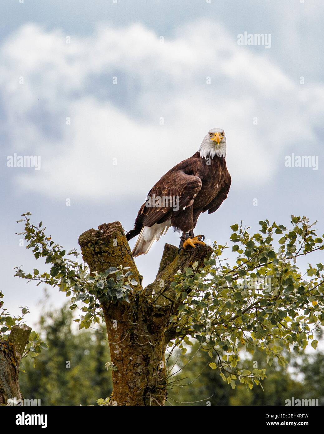 bald eagle purching Stock Photo