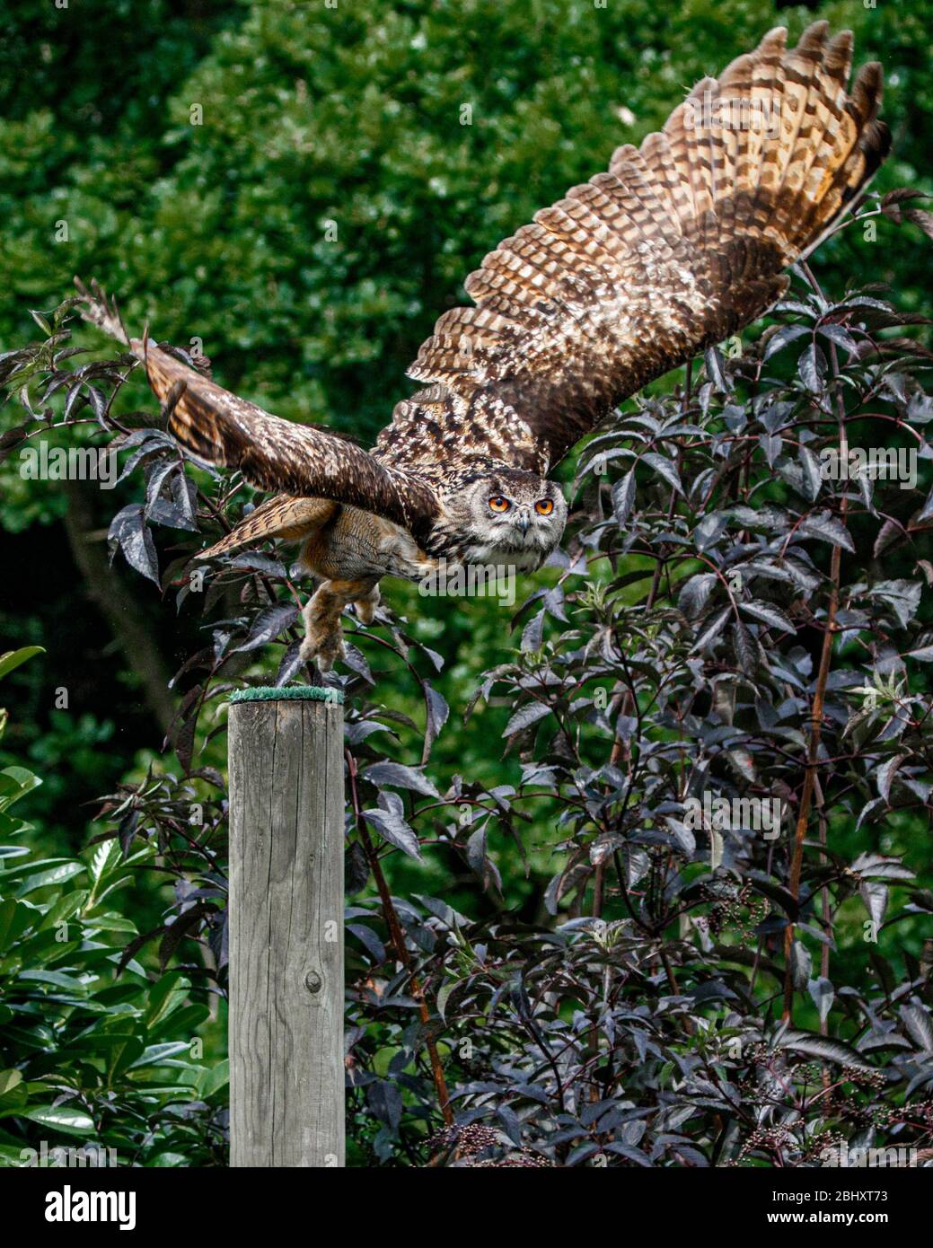 European Eagle Owl flying Stock Photo