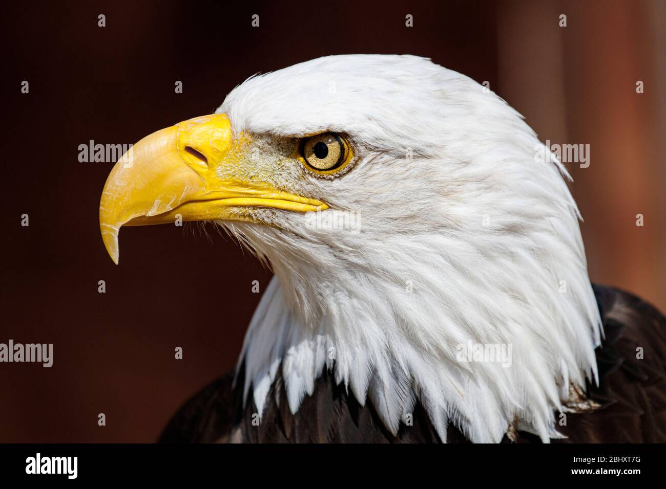 bald eagle head shot Stock Photo