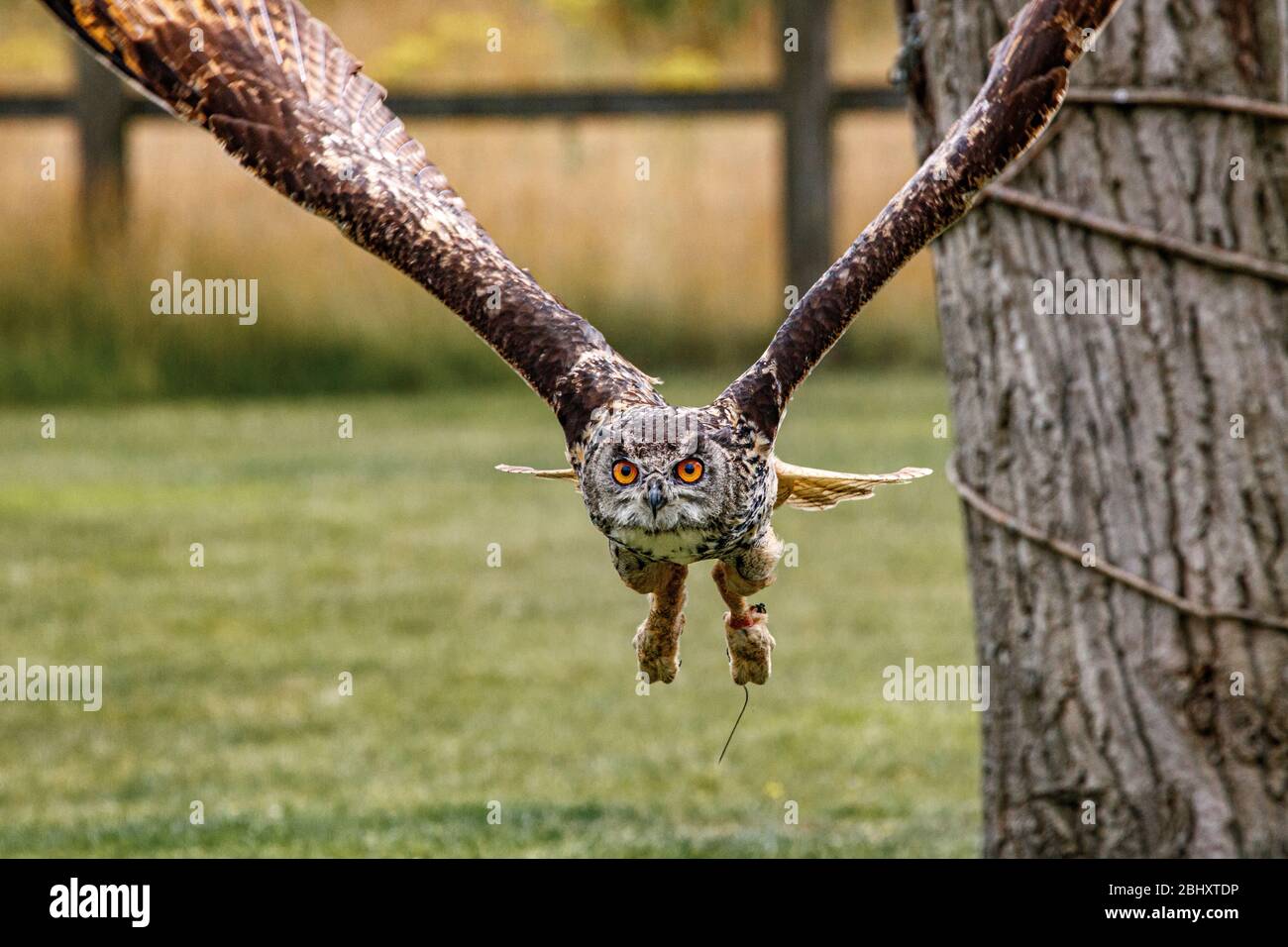 European Eagle Owl flying Stock Photo