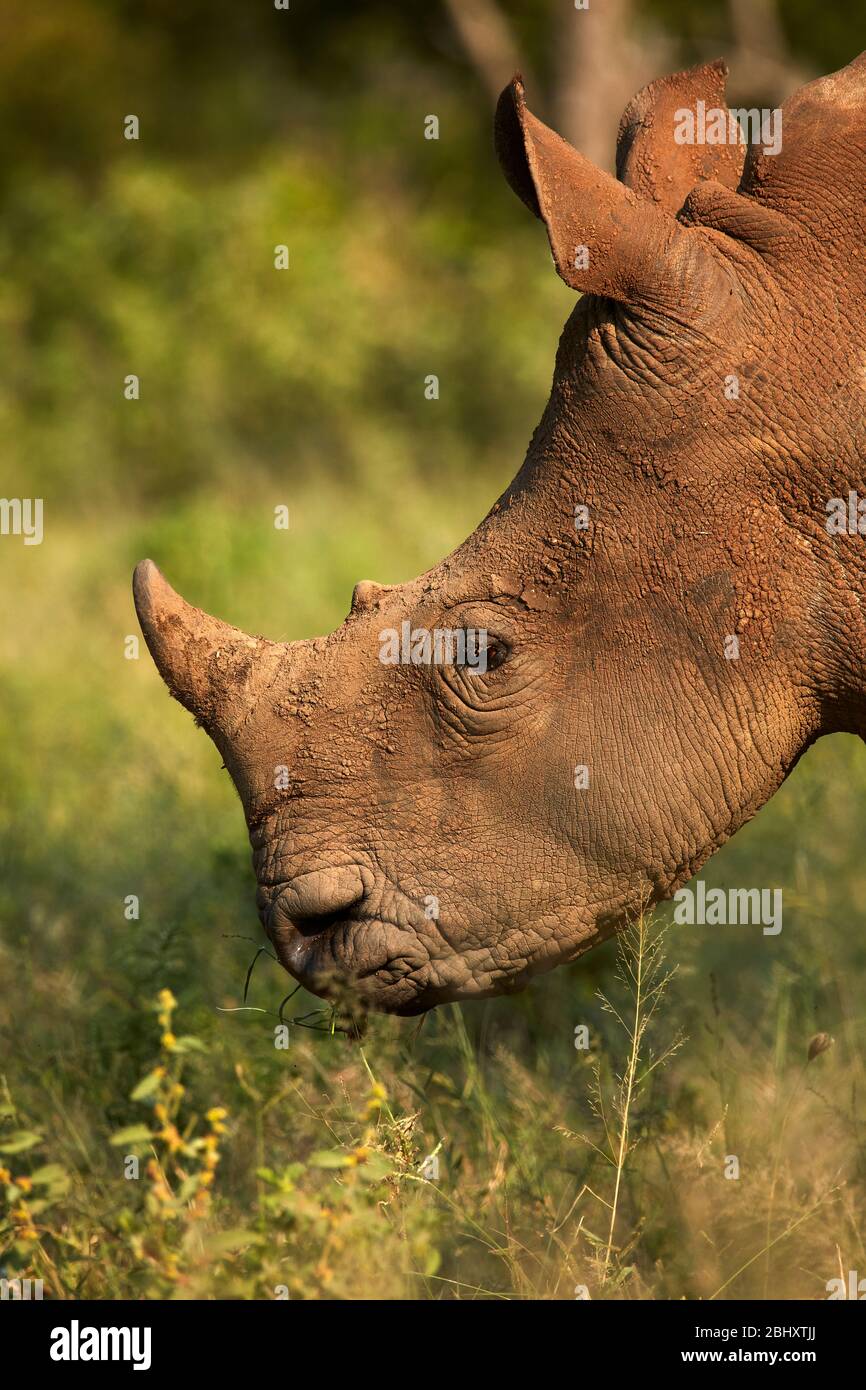 Southern white rhinoceros (Ceratotherium simum simum), Kruger National Park, South Africa Stock Photo