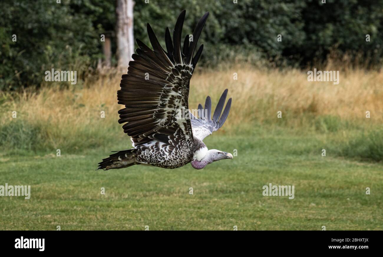 Griffon Vulture flying over meadow Stock Photo