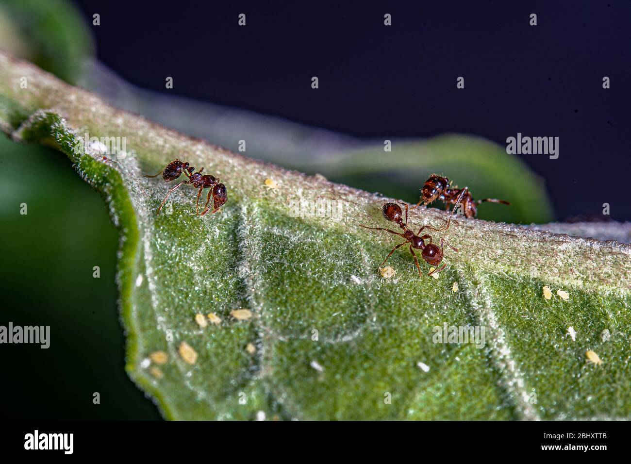 Some Aphids Three ants and some aphids on a green leave Stock Photo - Alamy