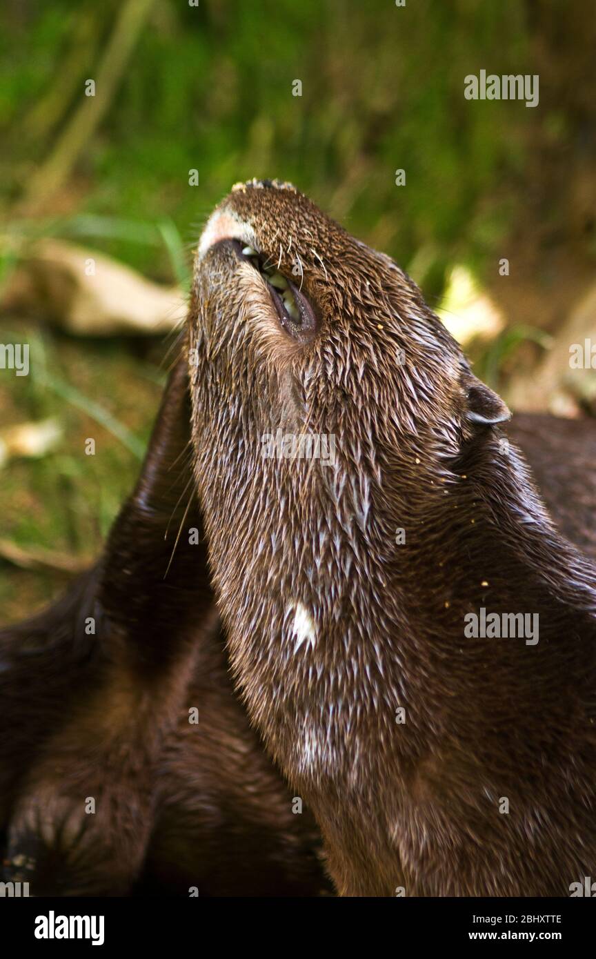 A Spotted-neck Otter has both clawed and webbed front and back feet. Though they were widespread these agile aquatic hunters have been persecuted Stock Photo