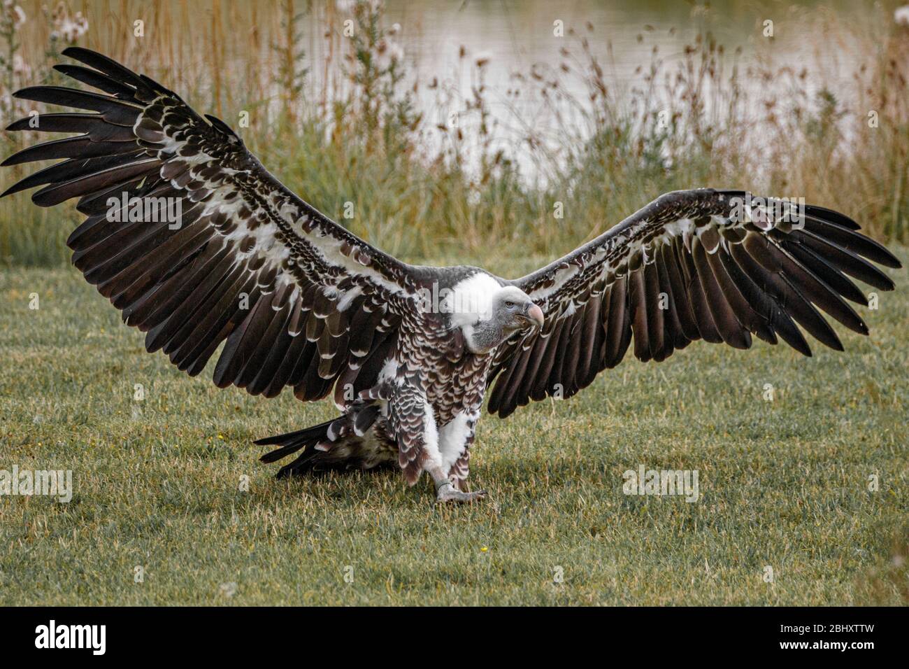Griffon Vulture landing Stock Photo