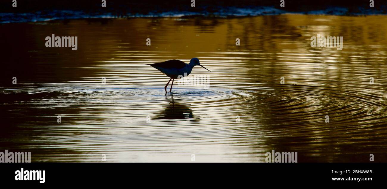 Bird watching in Africa.avocet Stock Photo