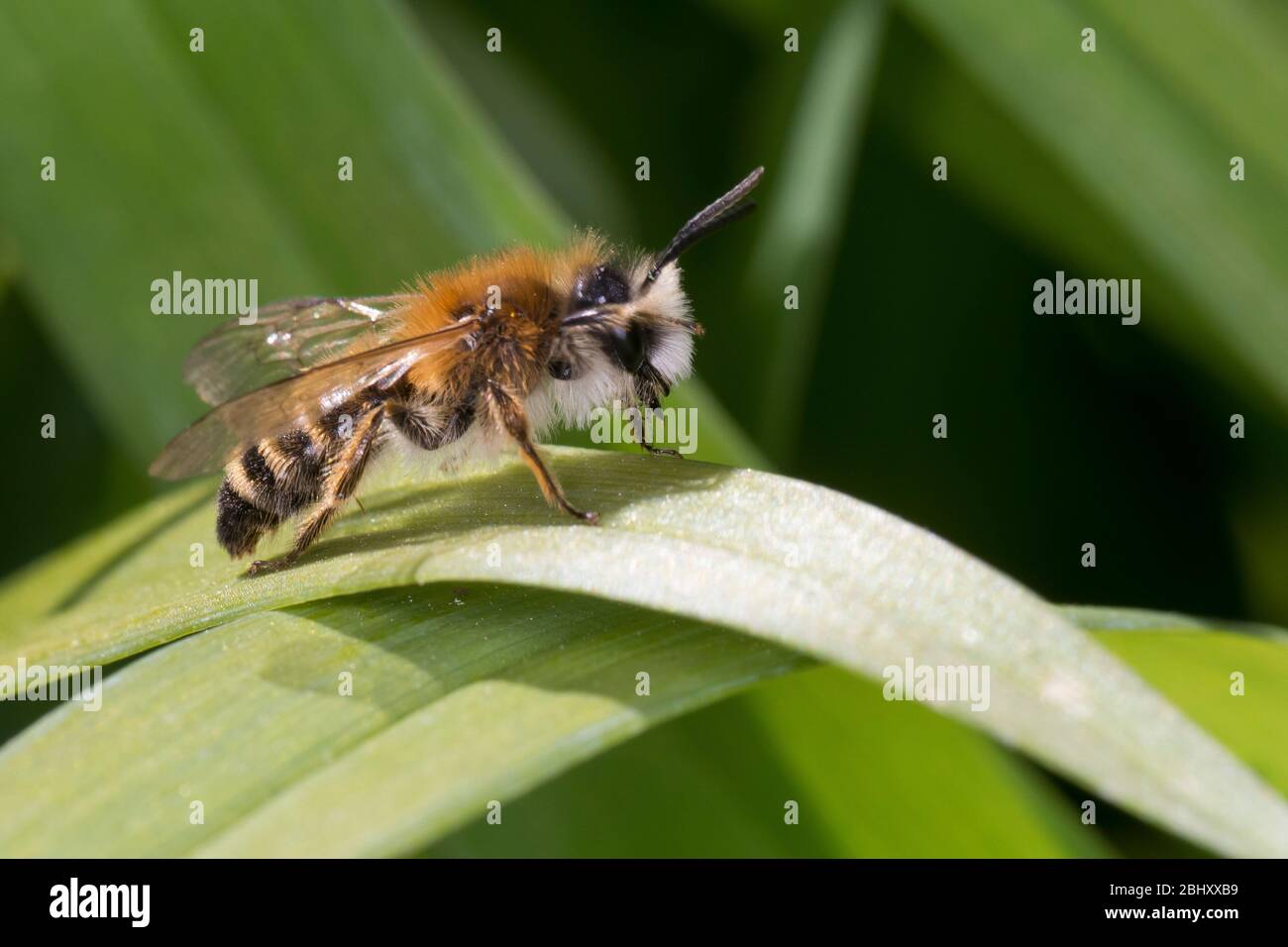 Sandbiene, Männchen, Andrena spec., Mining-Bee,  Mining Bee, burrowing bee, male, Sandbienen, mining bees, burrowing bees. Stock Photo