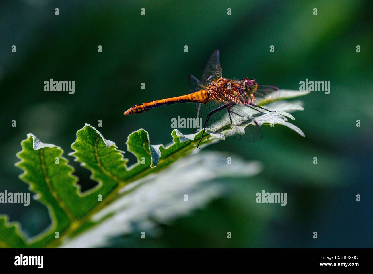 dragonfly resting on plant leaf Stock Photo
