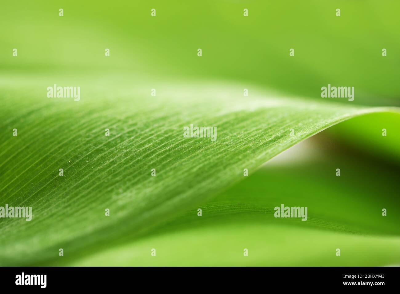 Close up of green leaf Stock Photo - Alamy