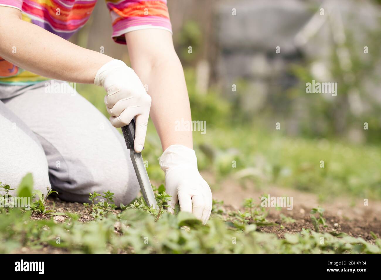 A senior woman pulling out some weeds with lush black lawn on her huge ...