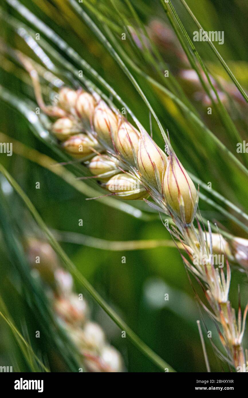 corn barley pod seed head Stock Photo Alamy