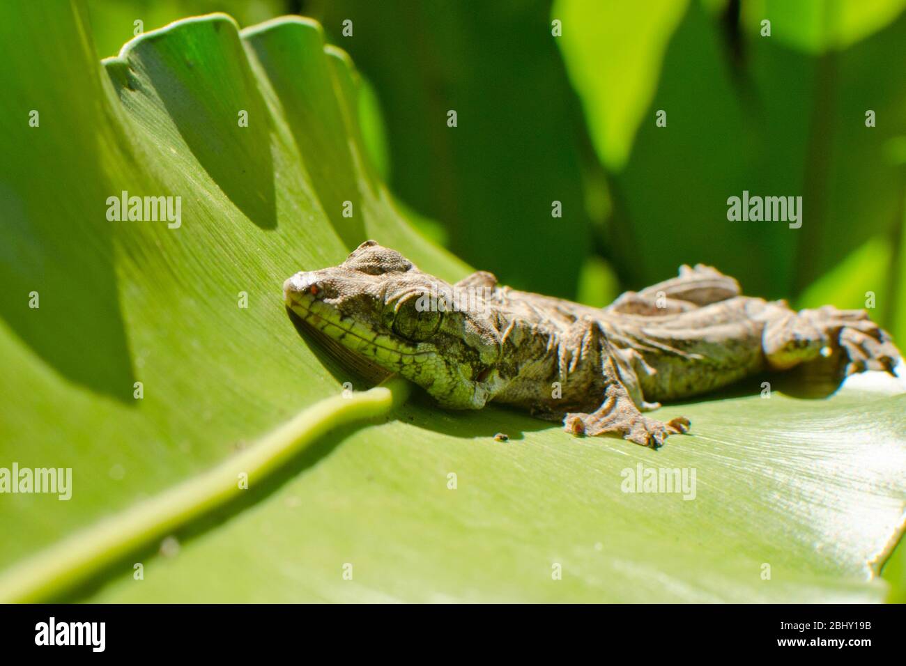 parachute gecko , gliding gecko can fly-move tree to tree and body like ...