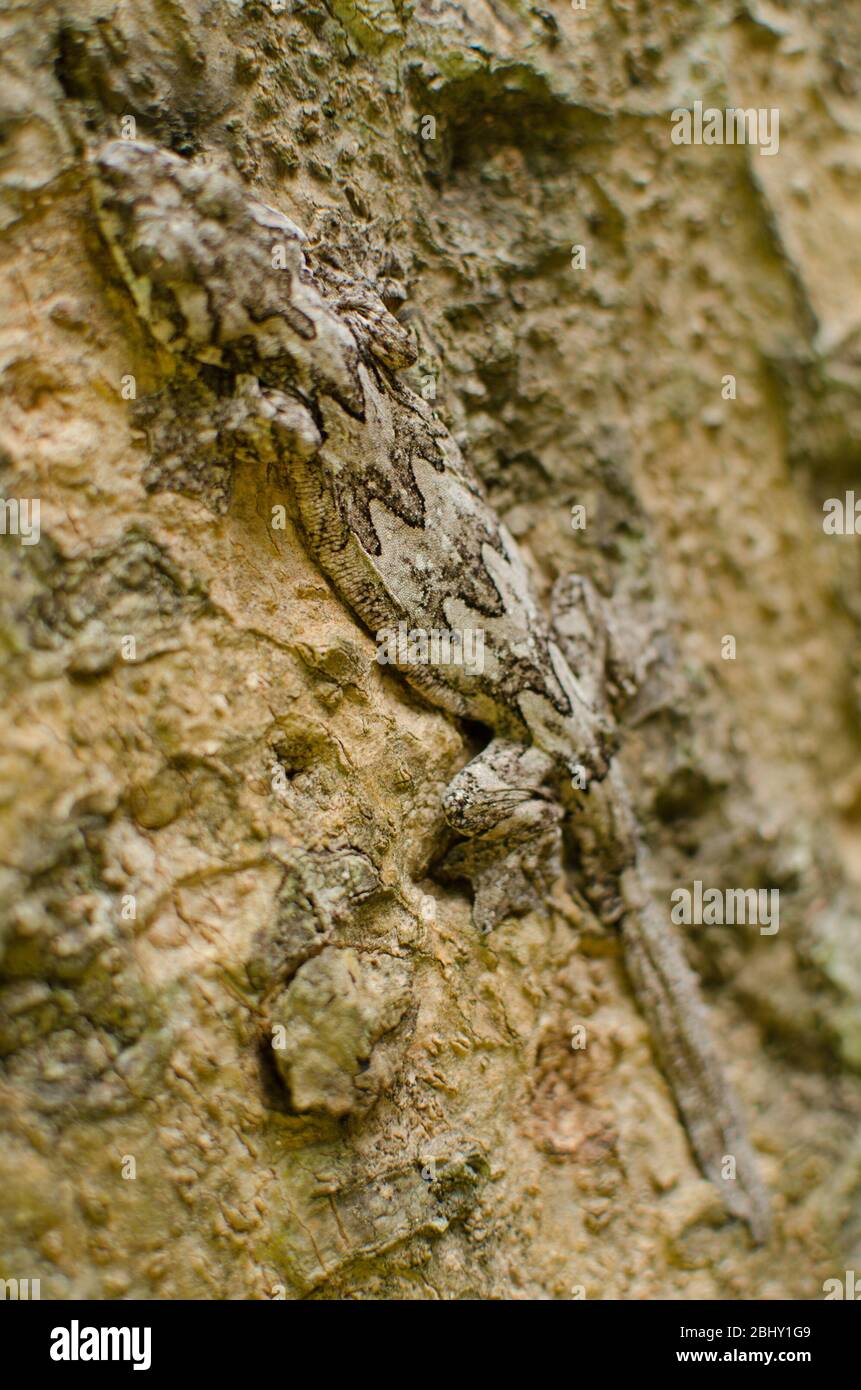 parachute gecko , gliding gecko can fly-move tree to tree and body like tree Stock Photo