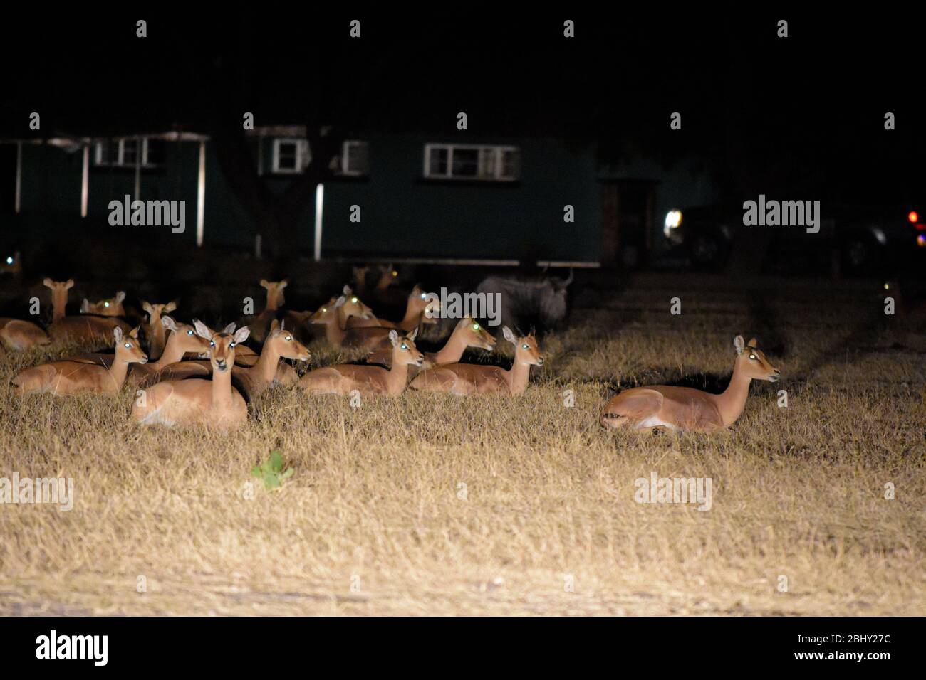 Herd of impala sleep close to human dwellings for safety. Zimbabwe, Africa Stock Photo