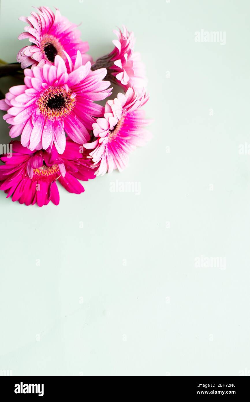 Happy birthday card pink gerbera hi-res stock photography and images - Page  2 - Alamy