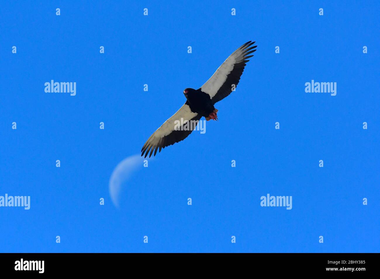 Bird watching in Africa. Bataleur eagle in flight, sickle moon in background. Stock Photo