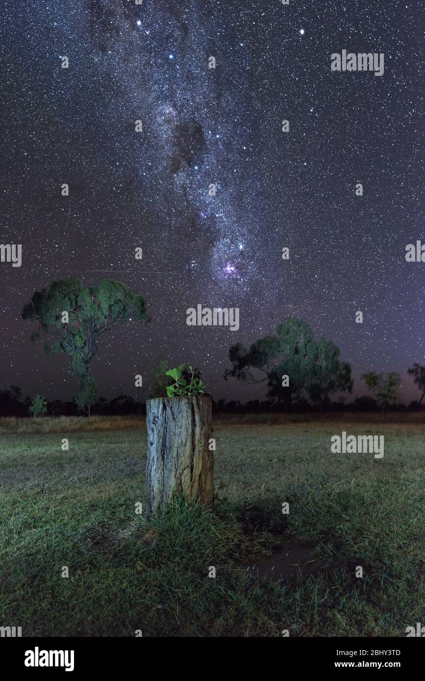 Low perspective long exposure capture of tree stump with plant on a light painted, grassy paddock with the milky way core on a station in Queensland. Stock Photo
