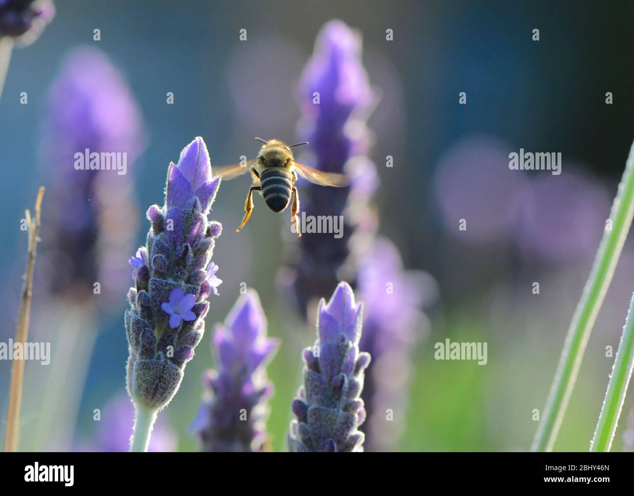 Bee in flight over lavendar blossoms Stock Photo