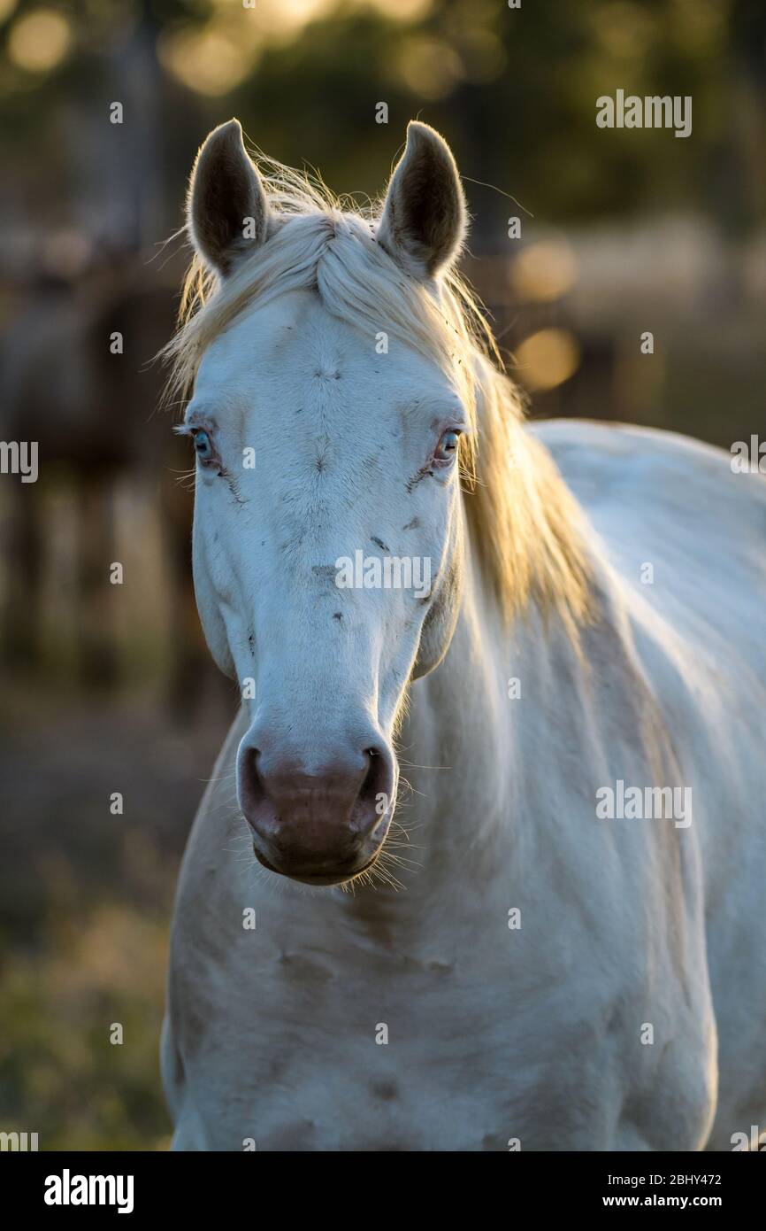 Queensland Cattle Station High Resolution Stock Photography and Images ...