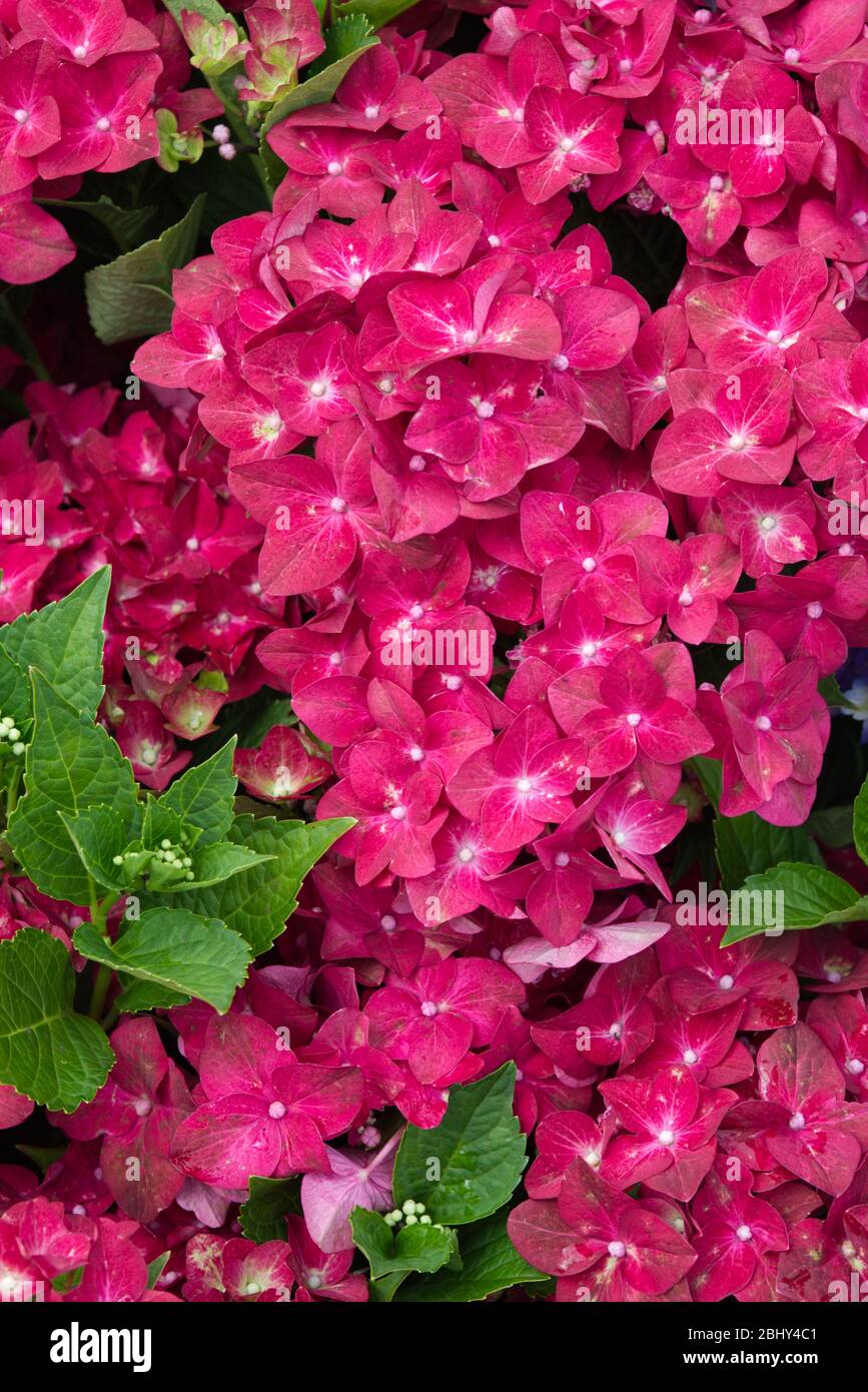 Hydrangea macrophylla green shadow hi-res stock photography and images -  Alamy