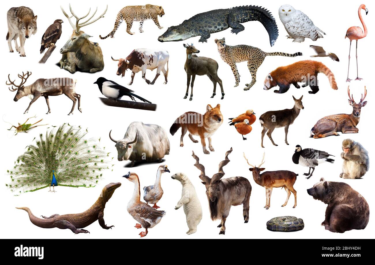 Set of various asian isolated wild animals including birds, mammals,  reptiles and insects Stock Photo - Alamy