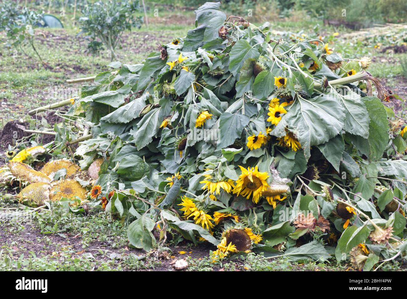 pile of sunflowers and heads in an allotment Stock Photo Alamy